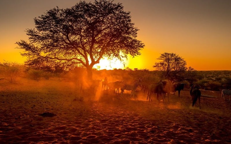 Bagatelle Kalahari Game Ranch