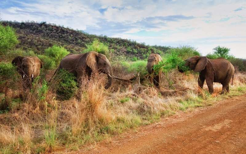 Madikwe Safari Lodge, Madikwe Game Reserve, South Africa