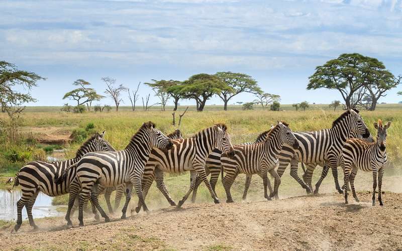 SERENGETI SERENA SAFARI LODGE - Updated 2023 Prices & Reviews (Serengeti  National Park, Tanzania)