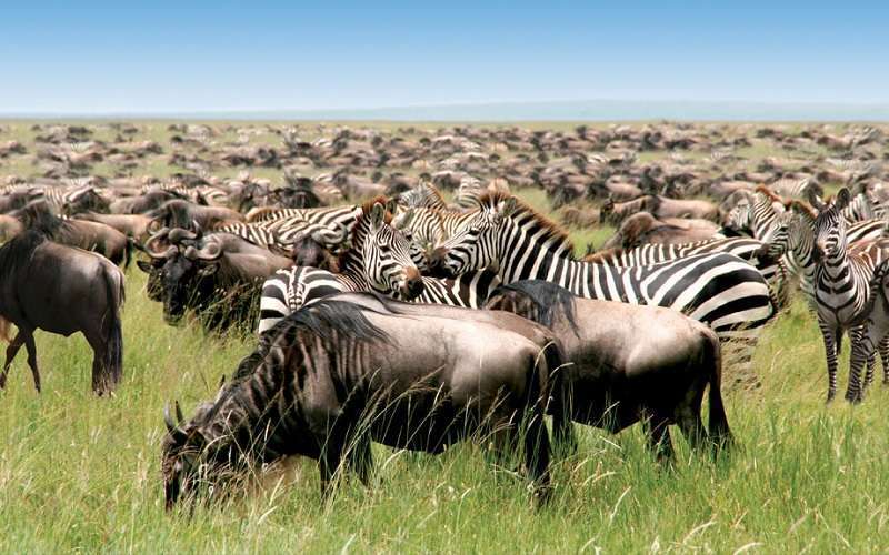 SERENGETI SERENA SAFARI LODGE - Updated 2023 Prices & Reviews (Serengeti  National Park, Tanzania)