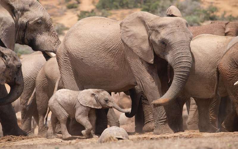 Addo Elephant National Park - Day Safari