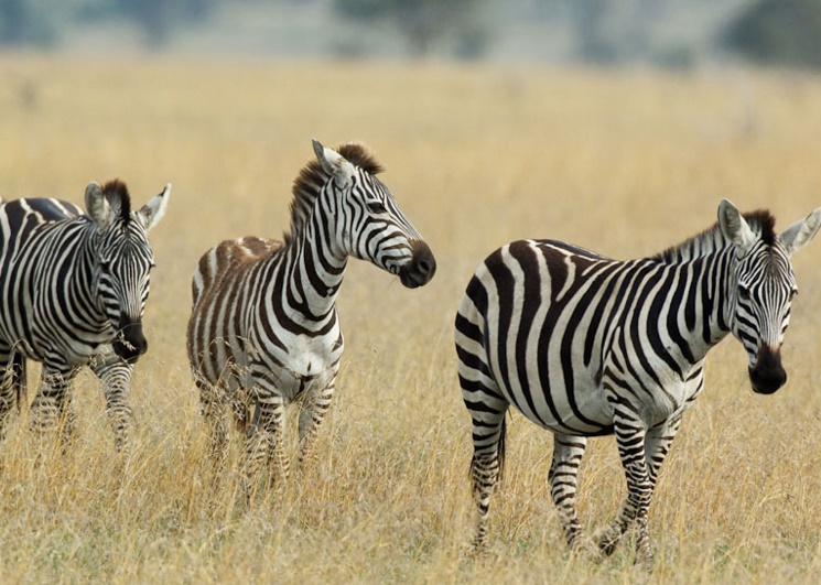 Mbuzi Mawe Tented Camp, Serengeti, Tanzania