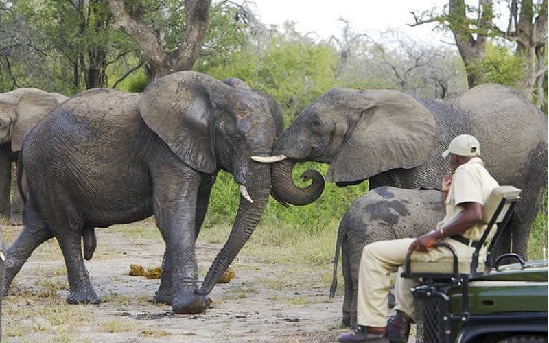 South Africa Safari: 3-Day Kruger National Park Open Vehicle Safari