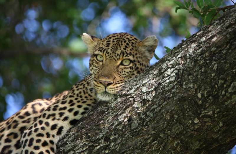 Ivory Wilderness River Rock Lodge, Greater Kruger National Park