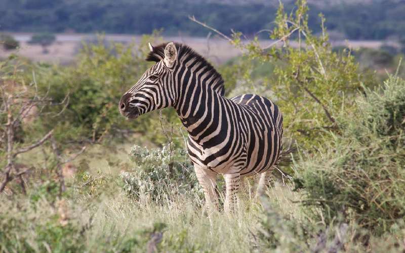 Mopane Bush Lodge Linton South Africa - 